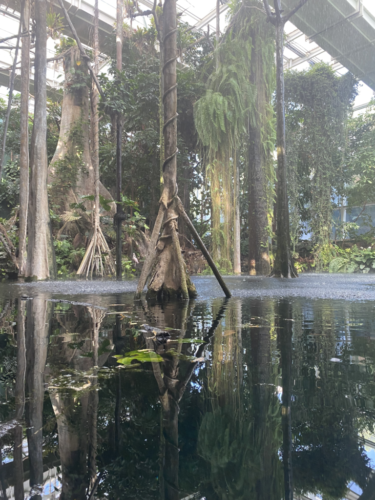 View from inside the flooded forest exhibit